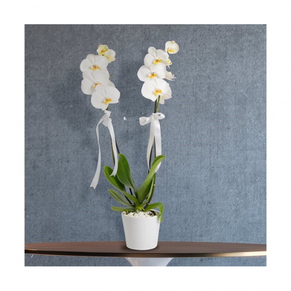 white Phalaenopsis Resim 2