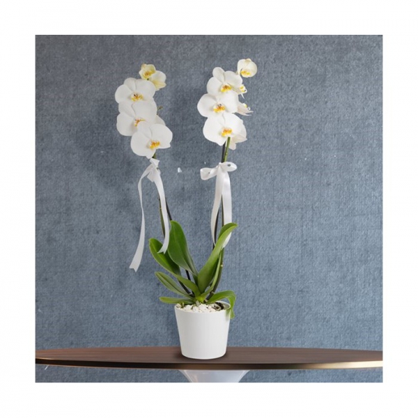 weiße Phalaenopsis