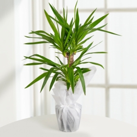 product-details